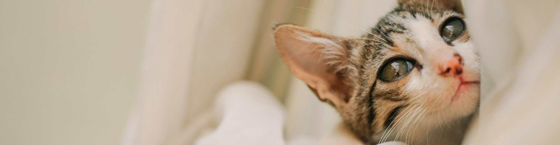 Après-Shampooings et lotions