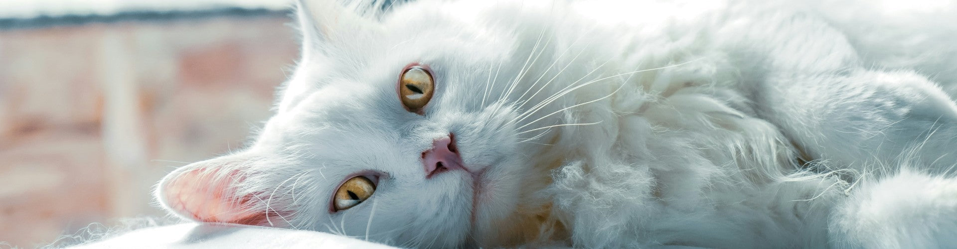 Démêlage et brossage